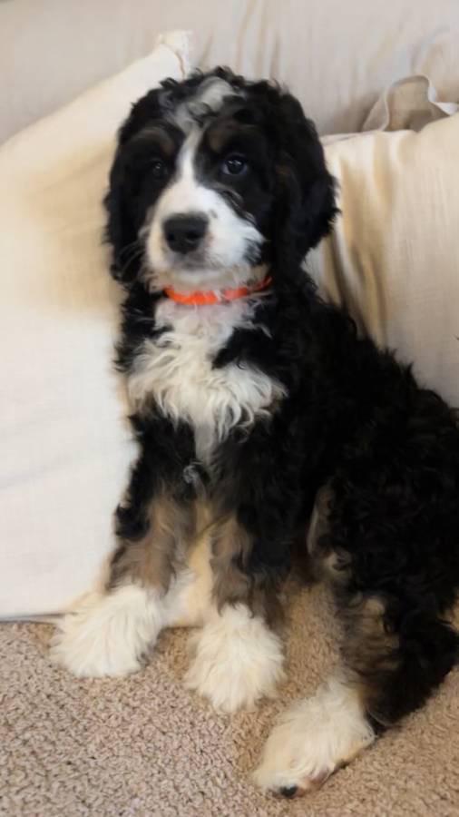 Bernedoodle sitting proud